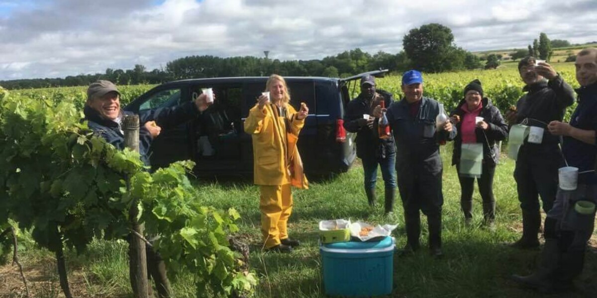 Career change: ‘what i learned at 54 working in a french vineyard’