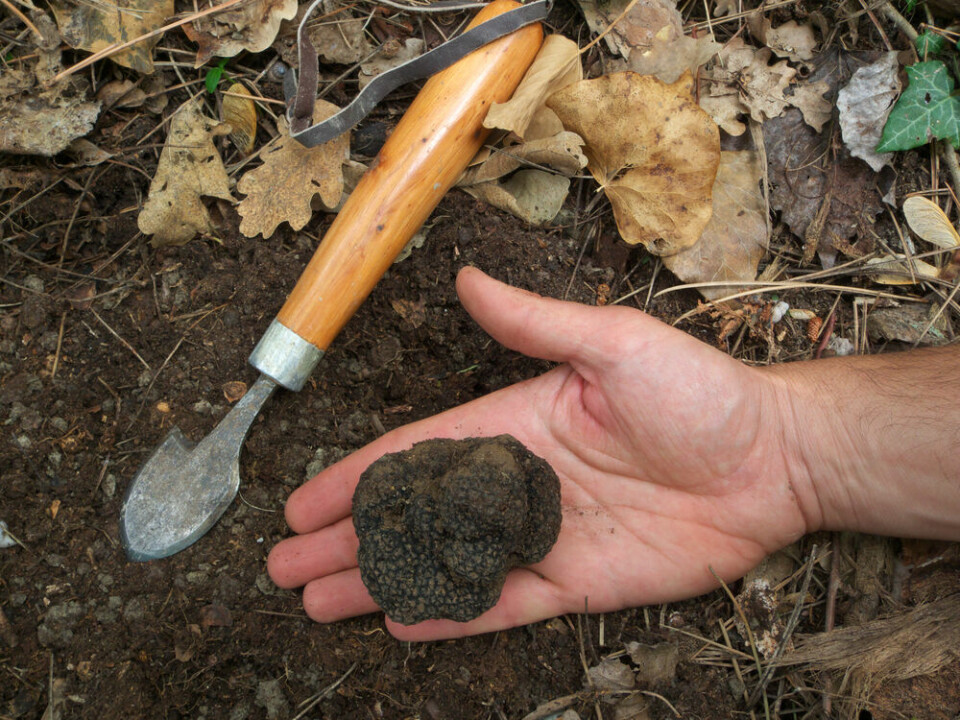 A view of a man’s hand holding a black truffle, next to a spade, on some soil
