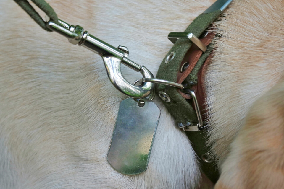 A photo of a dog collar fastening on a dog