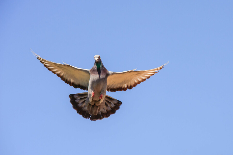 A photo of a racing pigeon flying in a blue sky