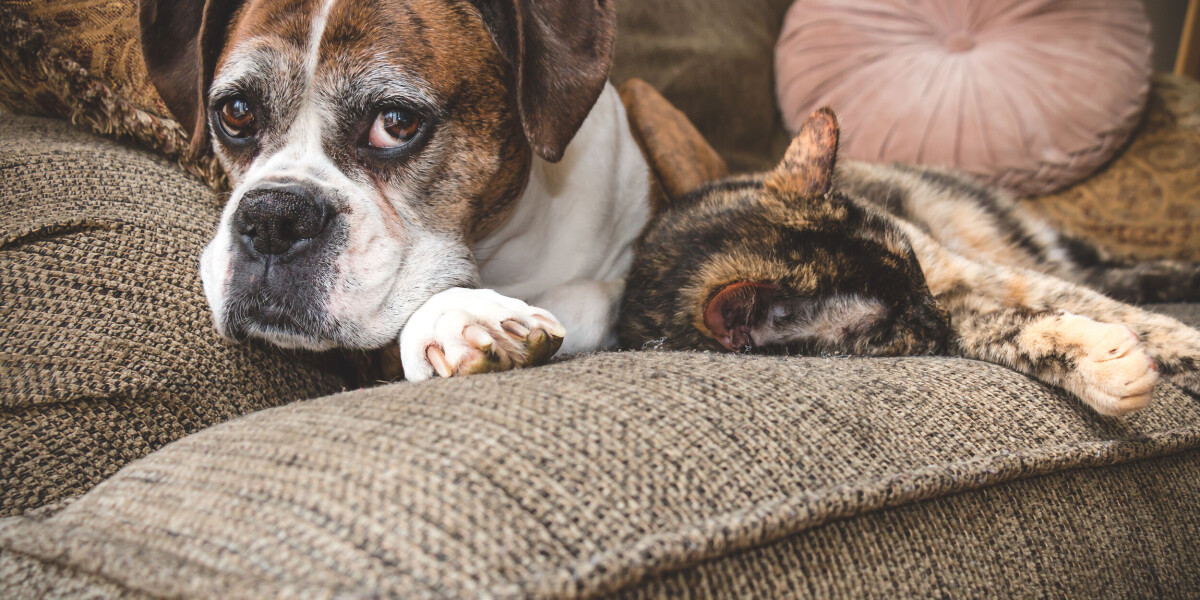 How do you organise a pet cremation in france and what are the costs?