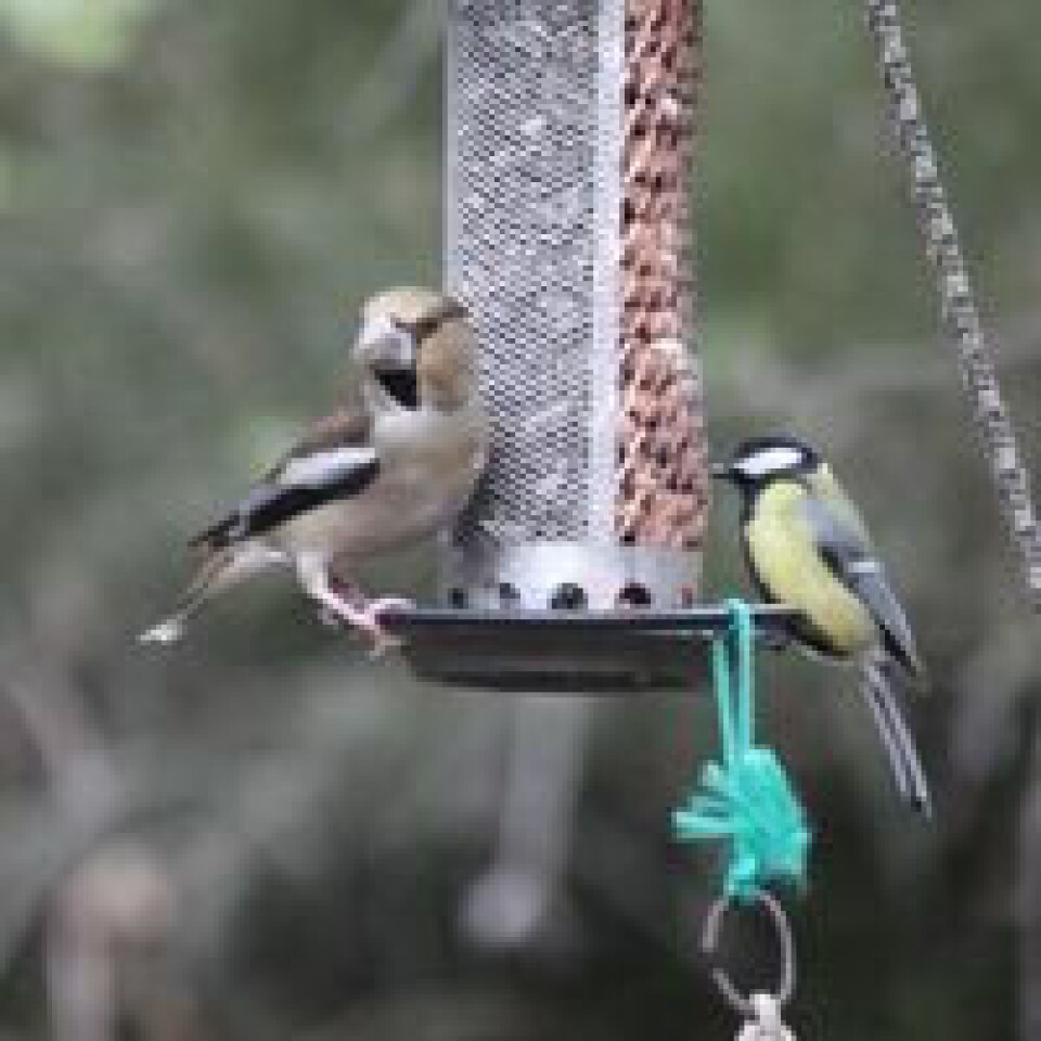 Hawfinch on feeder