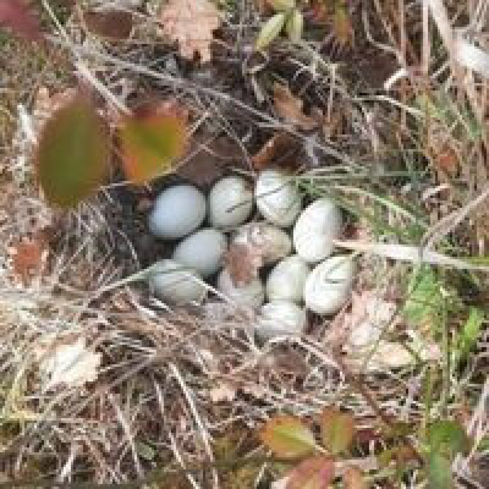 Mallard duck nest and eggs