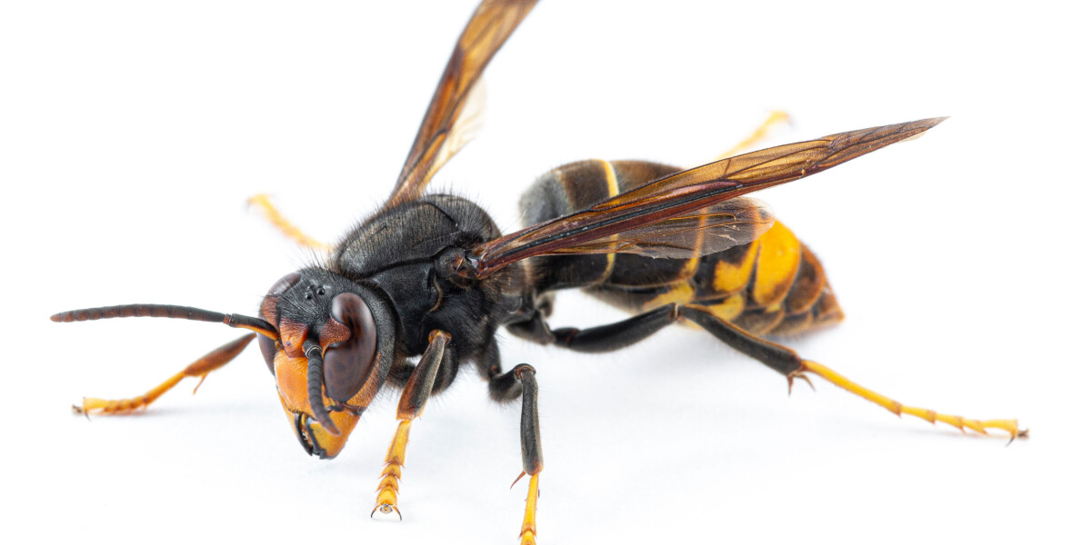 Asian hornets are still prolific in france due to mild autumn