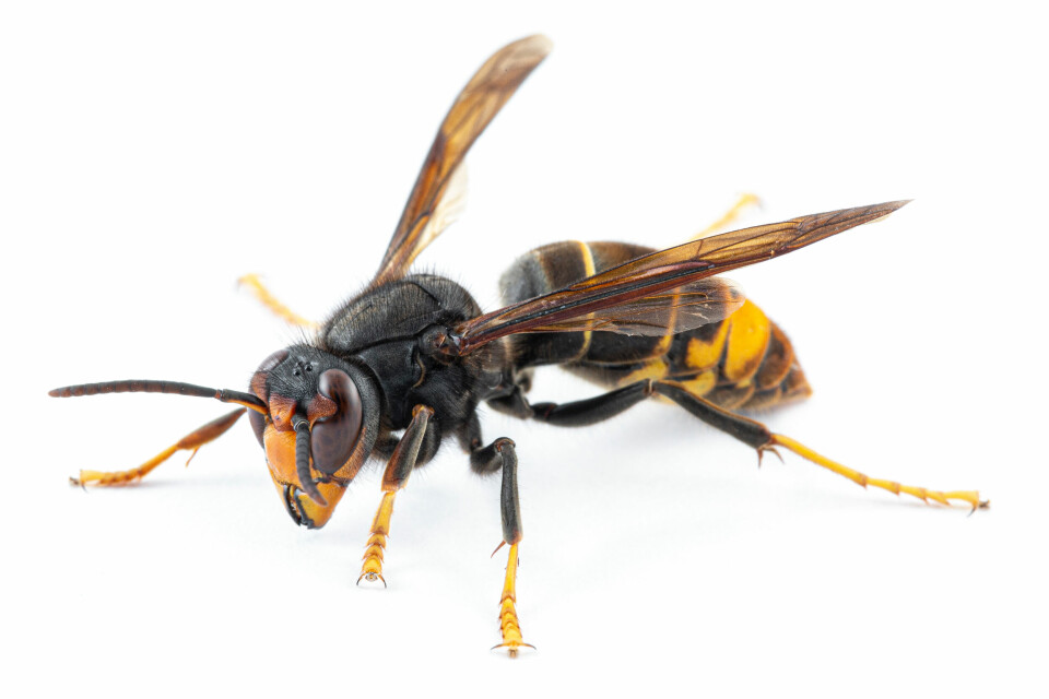 A close-up photo of a hornet