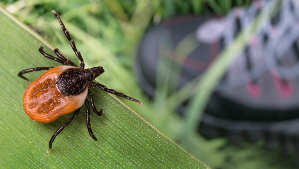 A tick on vegetation with a hiking boot in the background