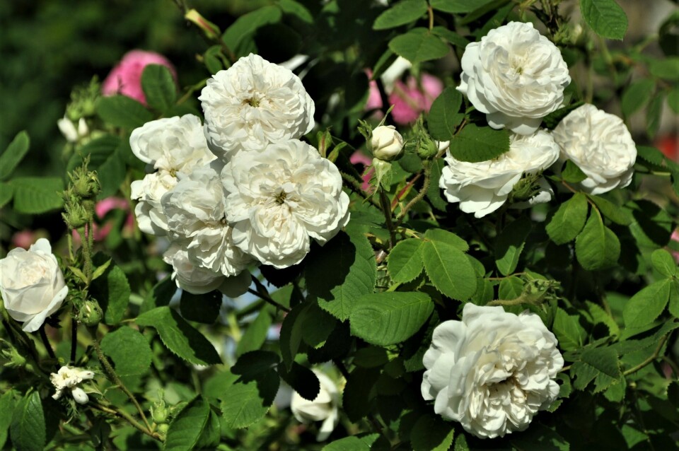 French garden diary: New roses bred for resistance