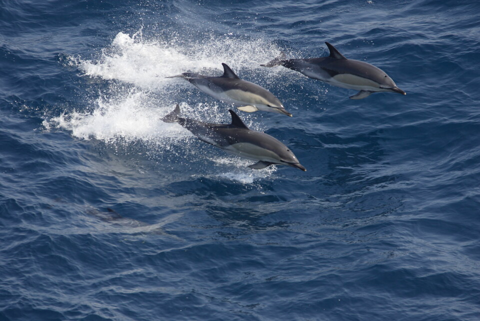 A photo of dolphins swimming in the Bay of Biscay