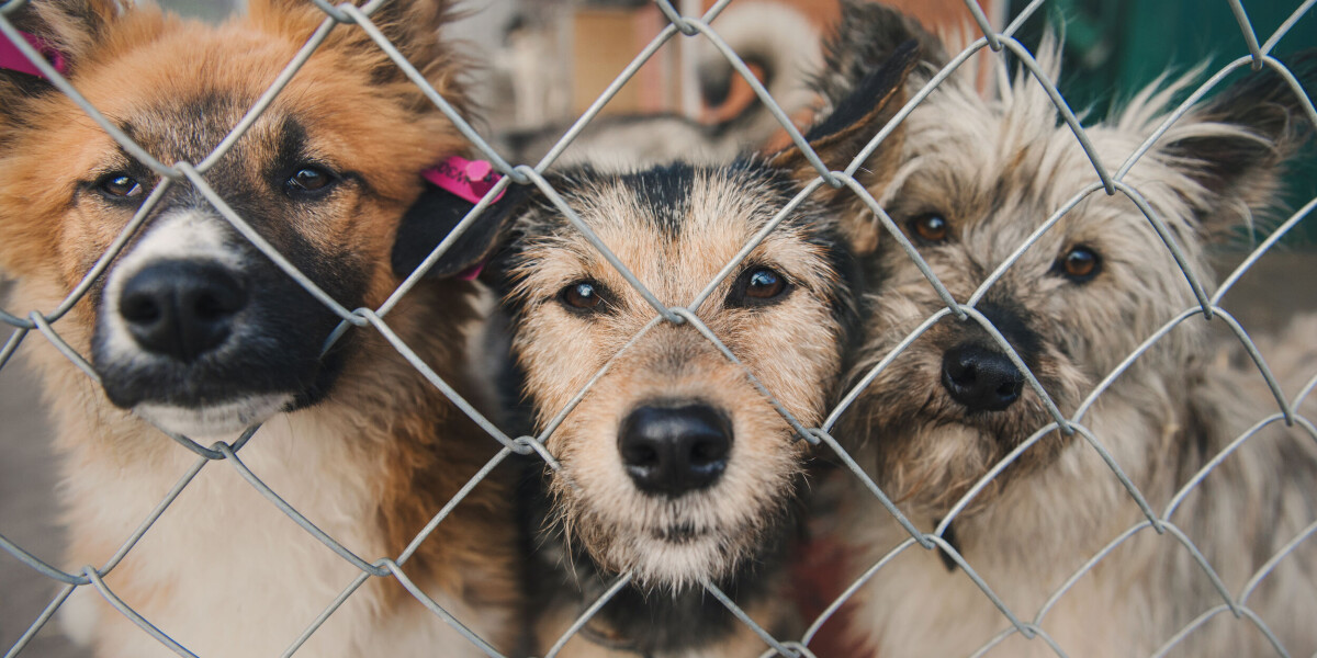 The essential guide to owning a dog in france