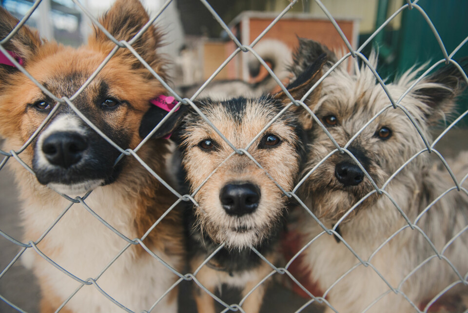 A photo of dogs behind a wire fence in a shelter