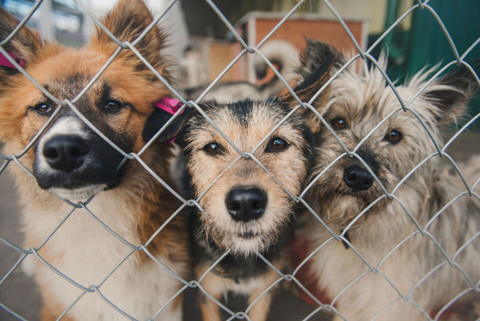 Ann Tyurina / Shutterstock A photo of dogs behind a wire fence in a shelter