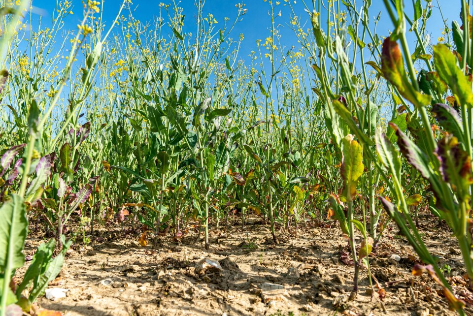 Drought affected crops in Normandy France