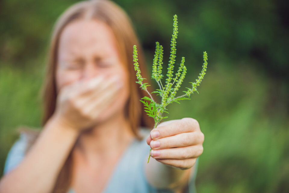 A woman holds a piece of ragweed towards the camera while covering her nose and mouth
