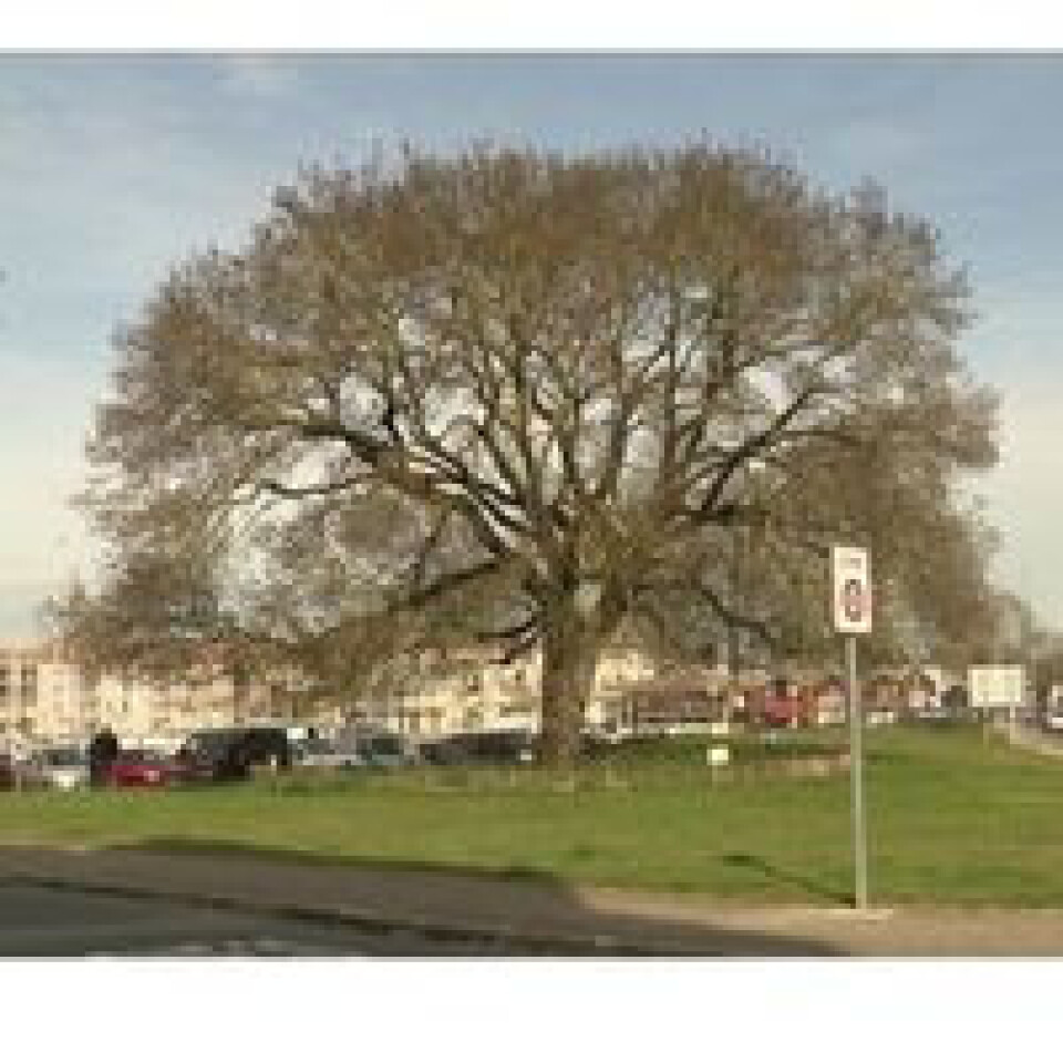 Ash tree at Rochefort thermal baths