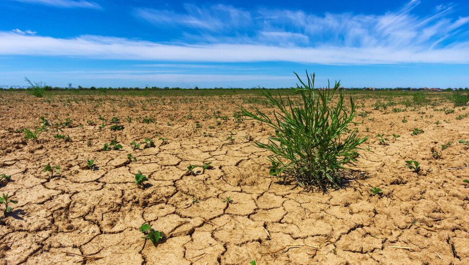 Rejdan / Shutterstock Very dry, cracked land with only one dry plant