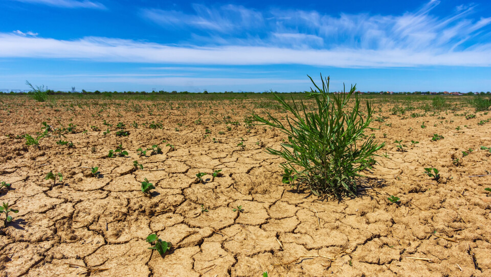 Very dry, cracked land with only one dry plant