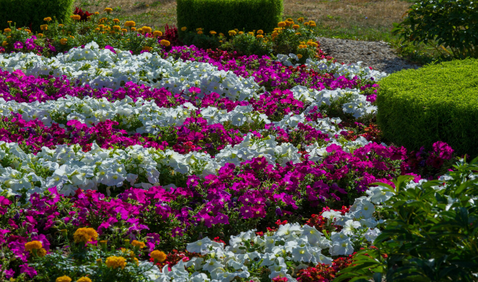 Colourful flowers planted in rows