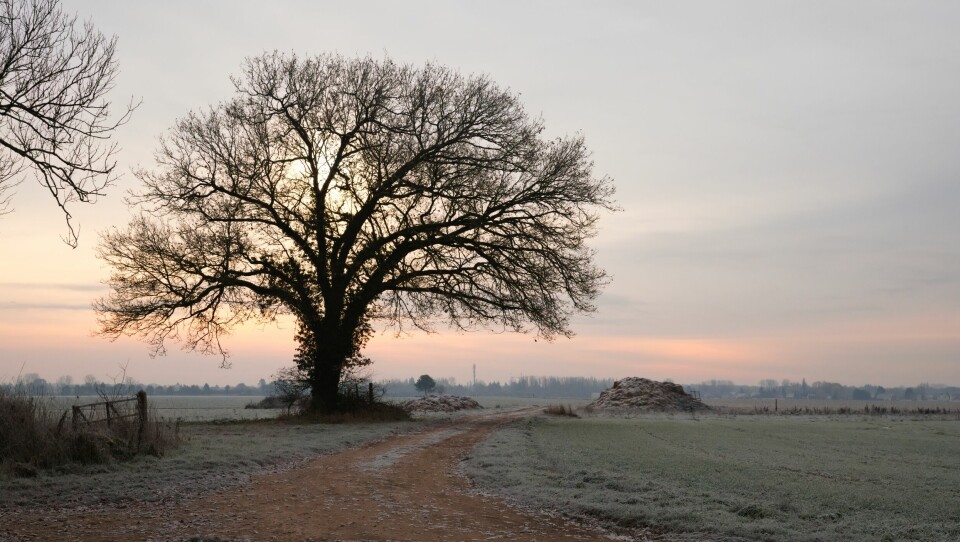 A photo of a large tree with frost, and a frosty-snowy ground, in the winter