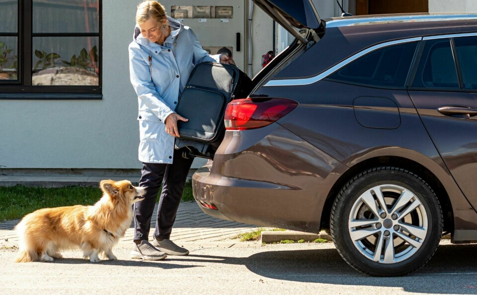 Dog getting into car with suitcase