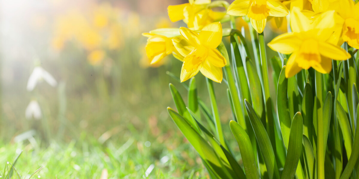 March 22 Spring Why spring is not starting on March 21 this year