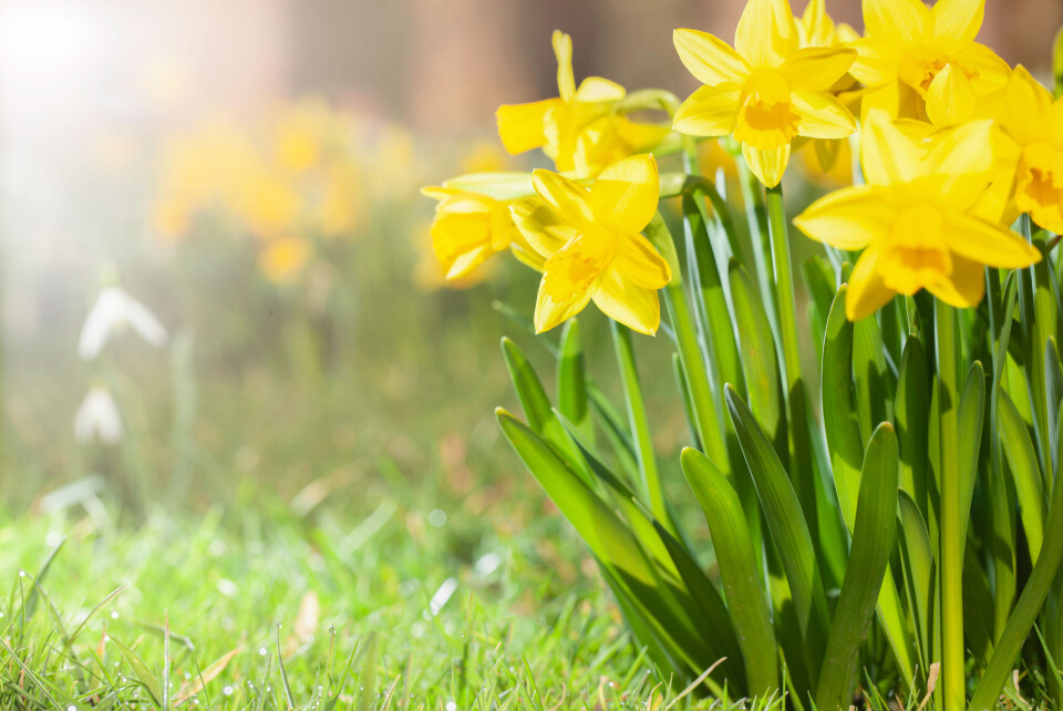 A photo of spring daffodils with the sun behind to show the arrival of Spring