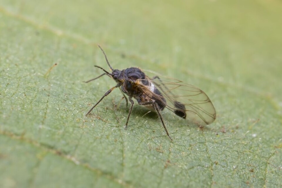 A view of a Simulium black fly on a leaf