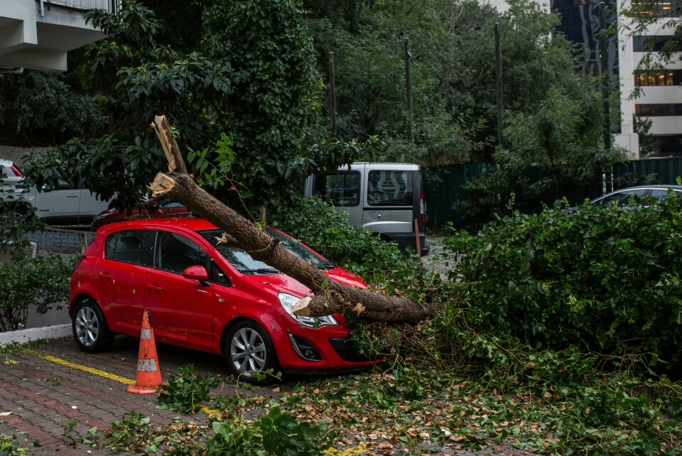 A car with a tree having fallen on top of it