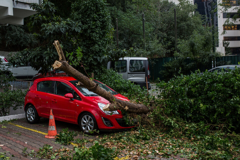 4.murat / Shutterstock A car with a tree having fallen on top of it