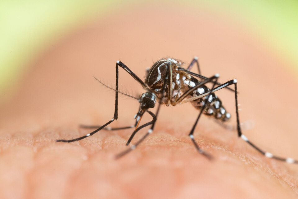 A black and white tiger mosquito on human skin