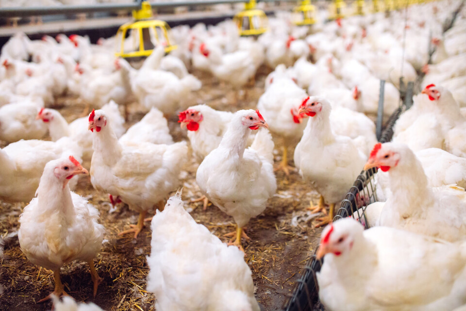 A photo of a chicken farm with chickens on the floor of a barn