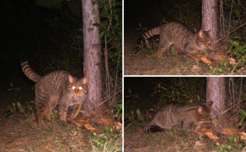 European wildcats