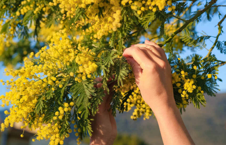 A woman reaches into a bright yellow mimosa tree plant to pick the blossom