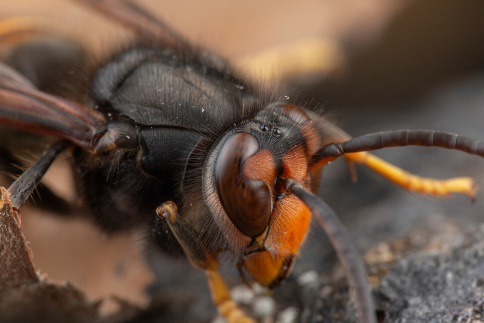 A close up of an Asian hornet (Vespa velutina)