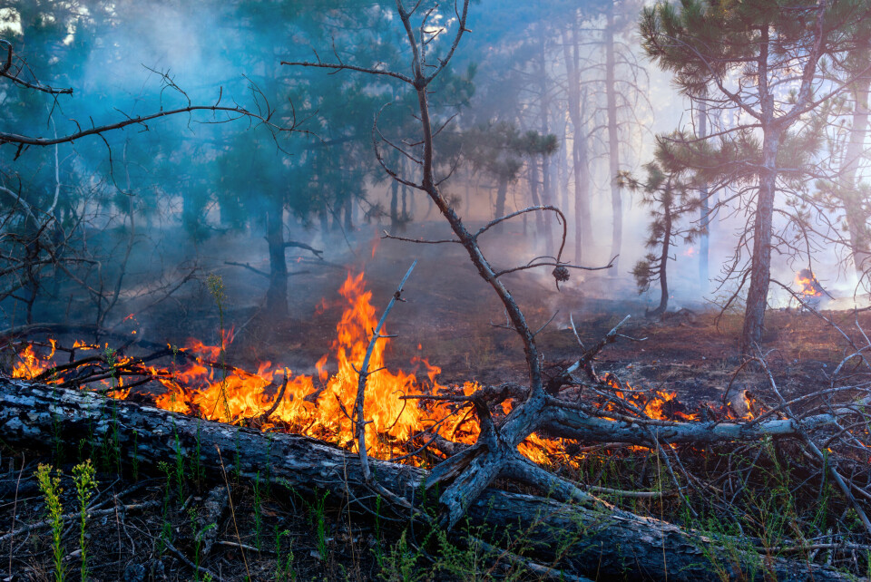 A forest fire that has destroyed trees and vegetation, with flames and smoke