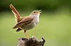 Song birds in France and how to recognise their tune