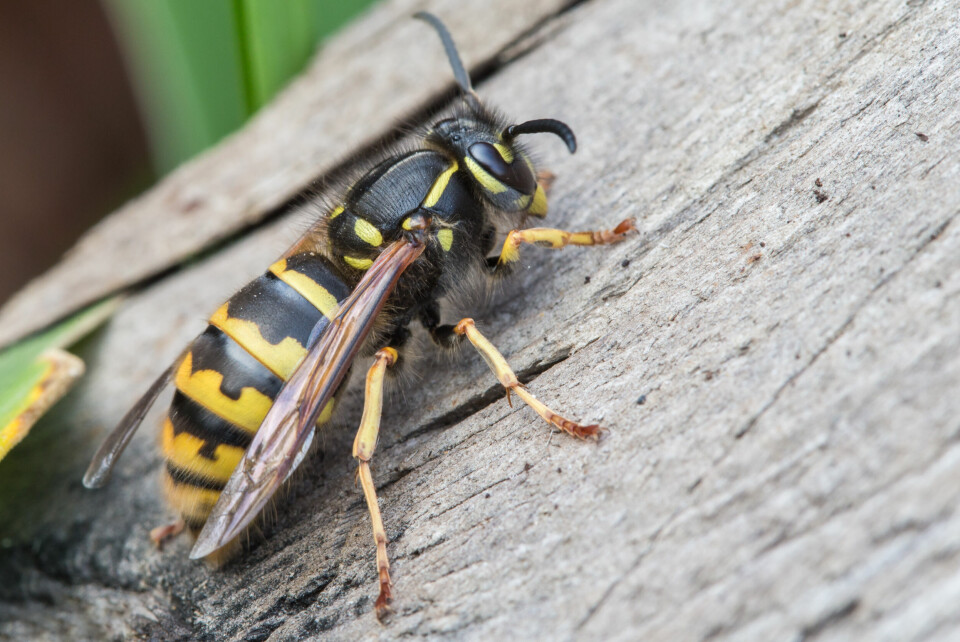 A close-up of a large wasp on a piece of wood