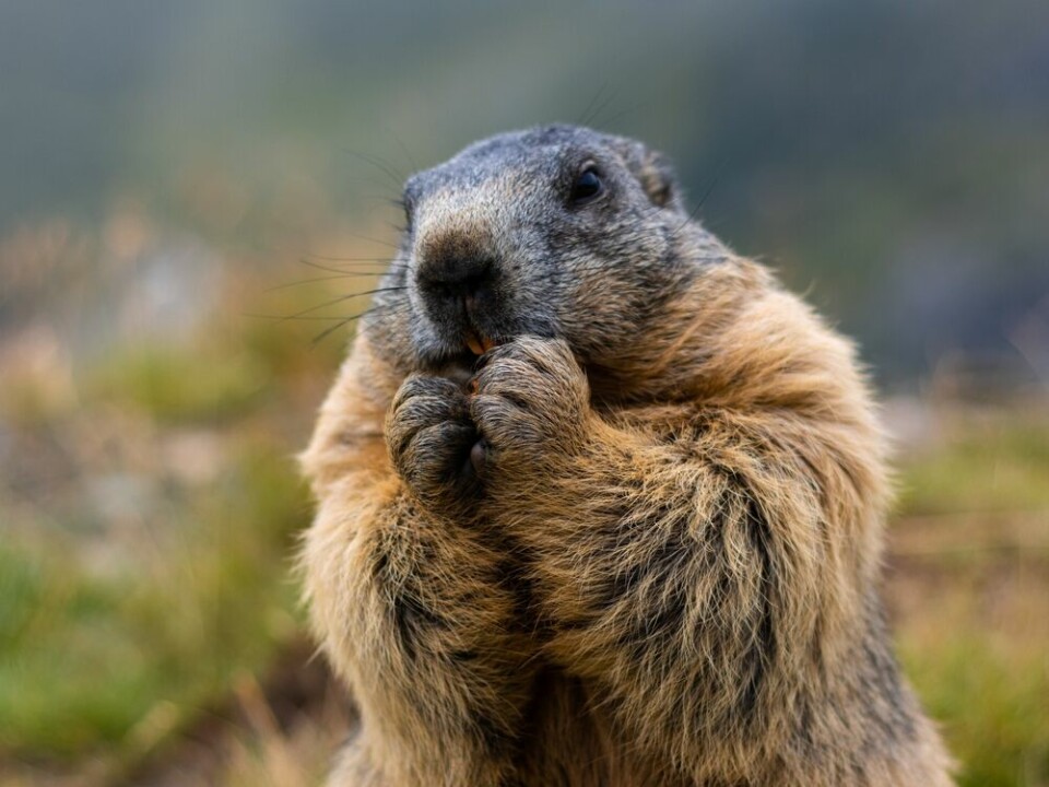 A close up of a marmot eating carrots