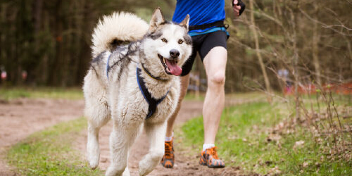 ‘odious act’: three dogs die after poisoning at french running event
