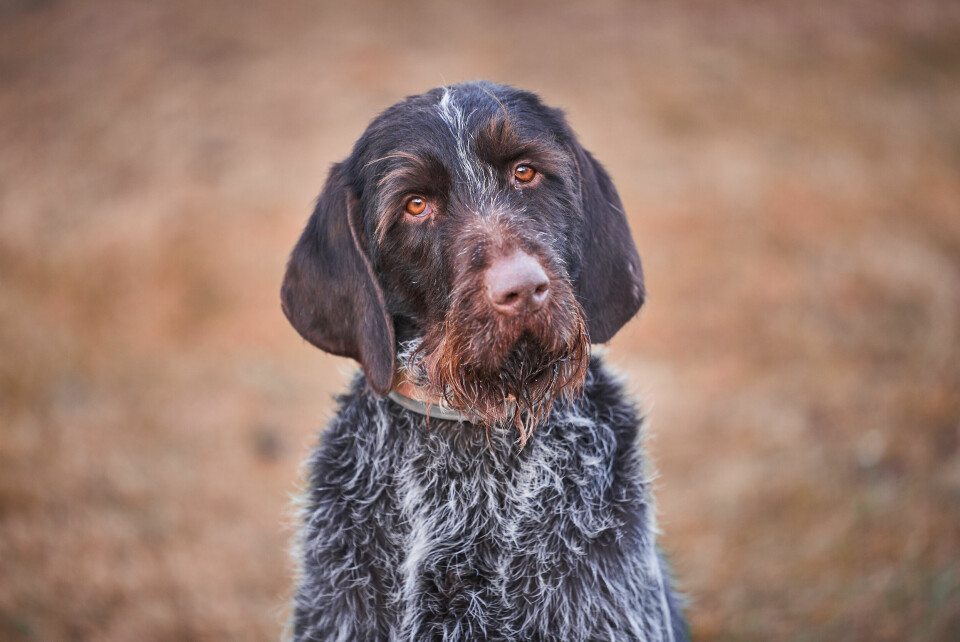 A Český Fousek (Czech breed of hunting dog) dog looking at the camera