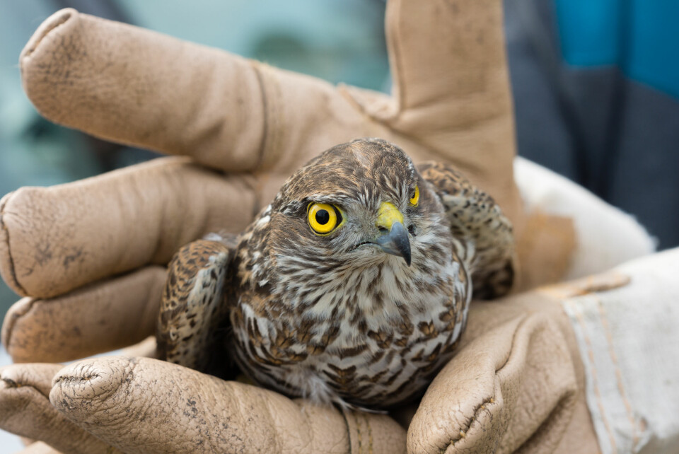 A photo of an injured sparrow bird being held in gloved hands