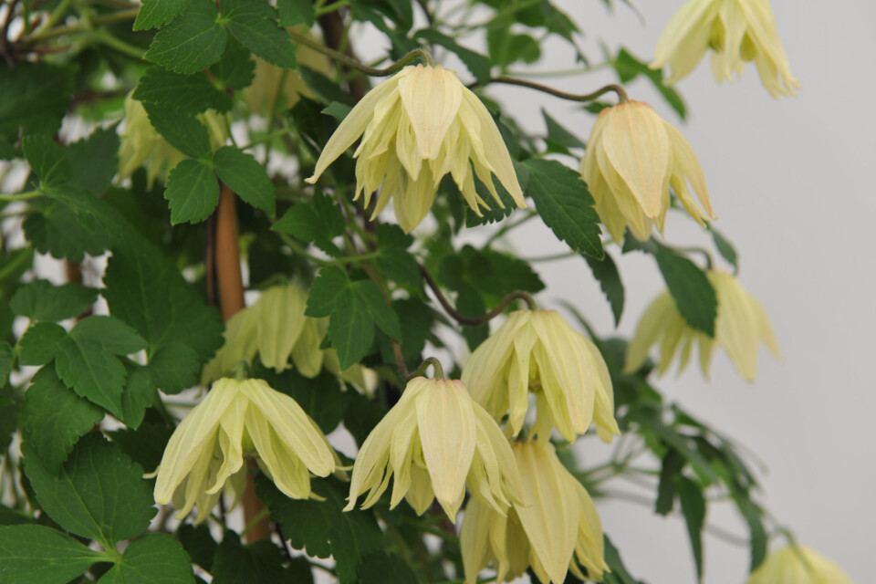 clematis C. ‘Amber’ (from C. koreana)