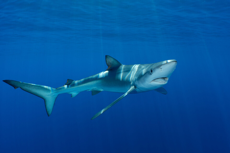 A blue shark in water