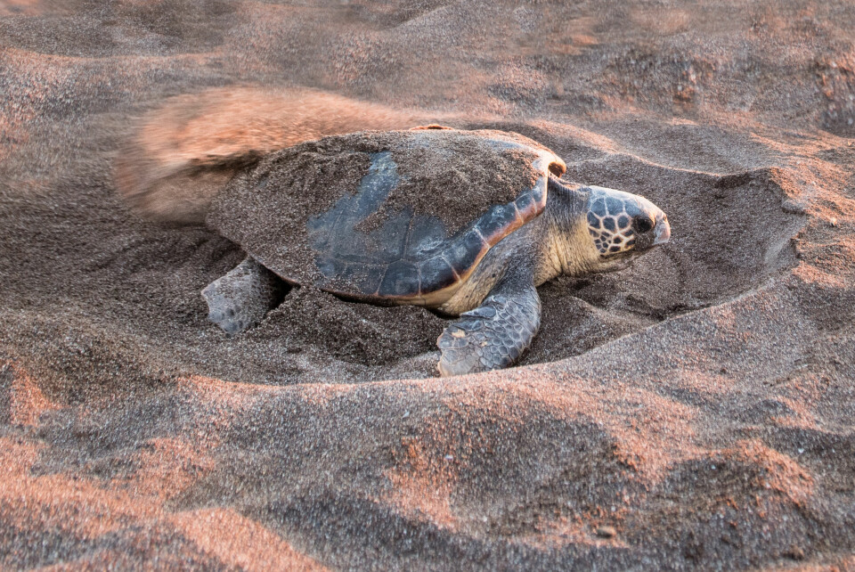 Loggerhead Sea Turtle (Caretta caretta), digging sand at the beach to lay eggs