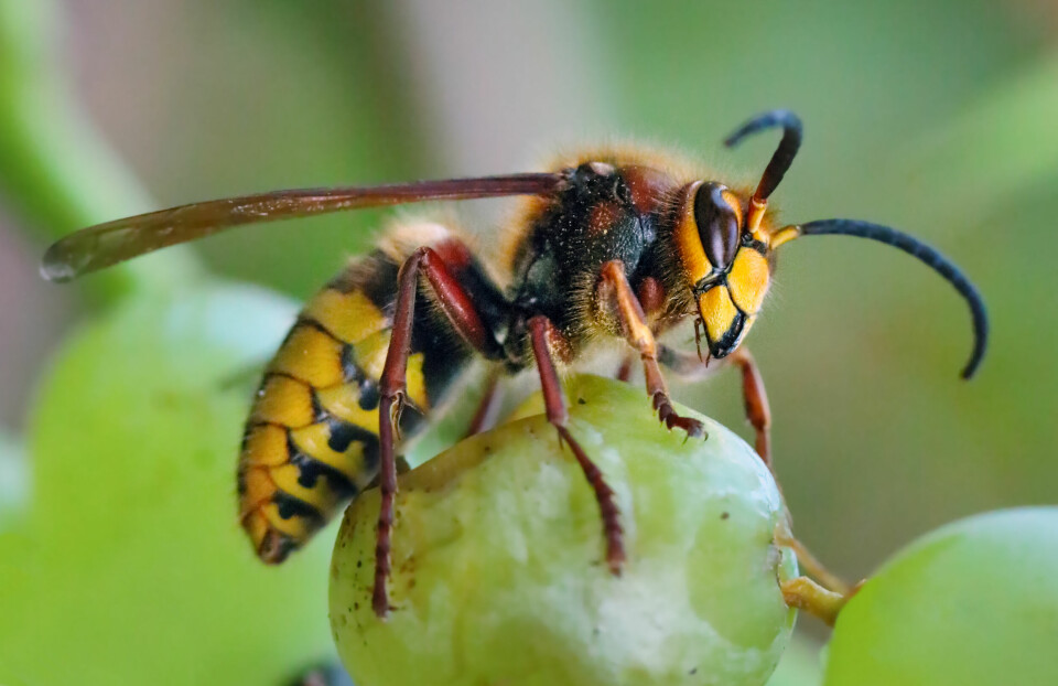 A photo of a European hornet up close on a leaf