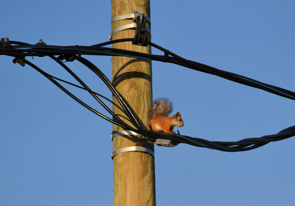 A photo of a red squirrel high up on an electricity wire pole, sitting on some coated wires