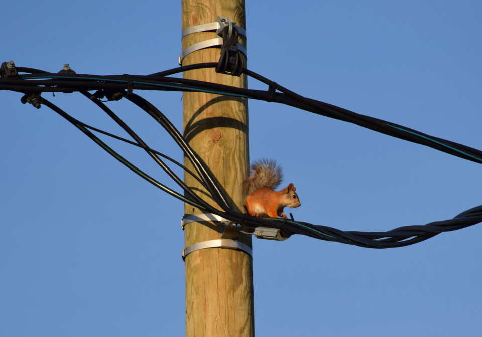 irishka5 / Shutterstock A photo of a red squirrel high up on an electricity wire pole, sitting on some coated wires