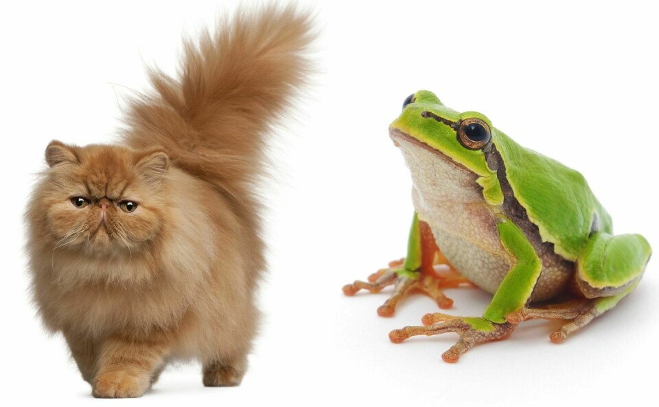 Cat and frog