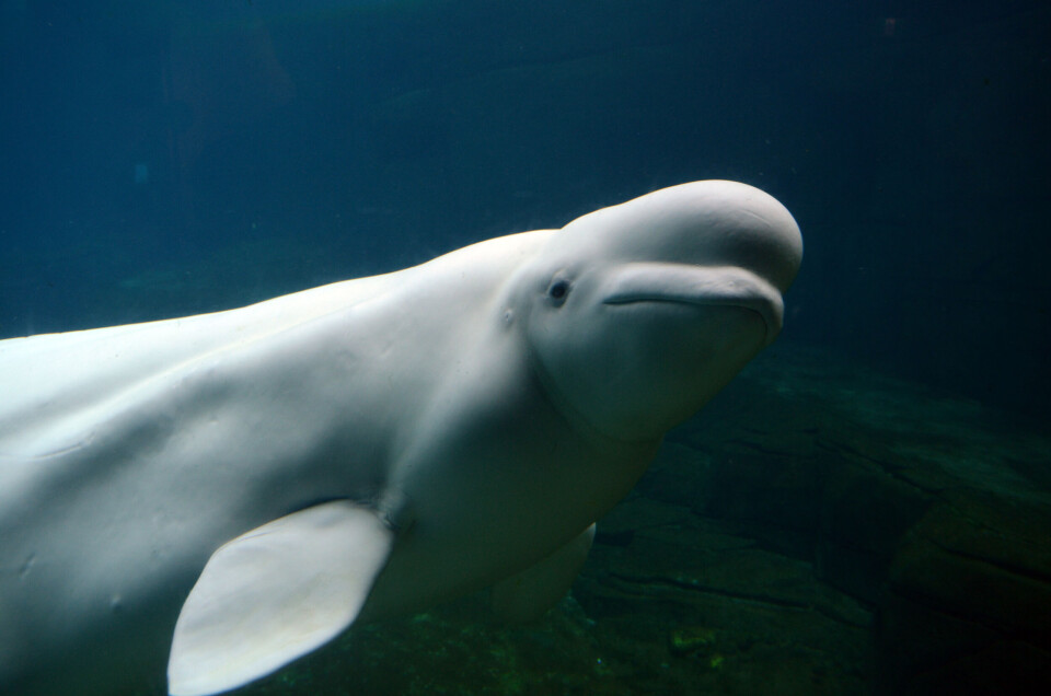 A photo of a beluga whale in water