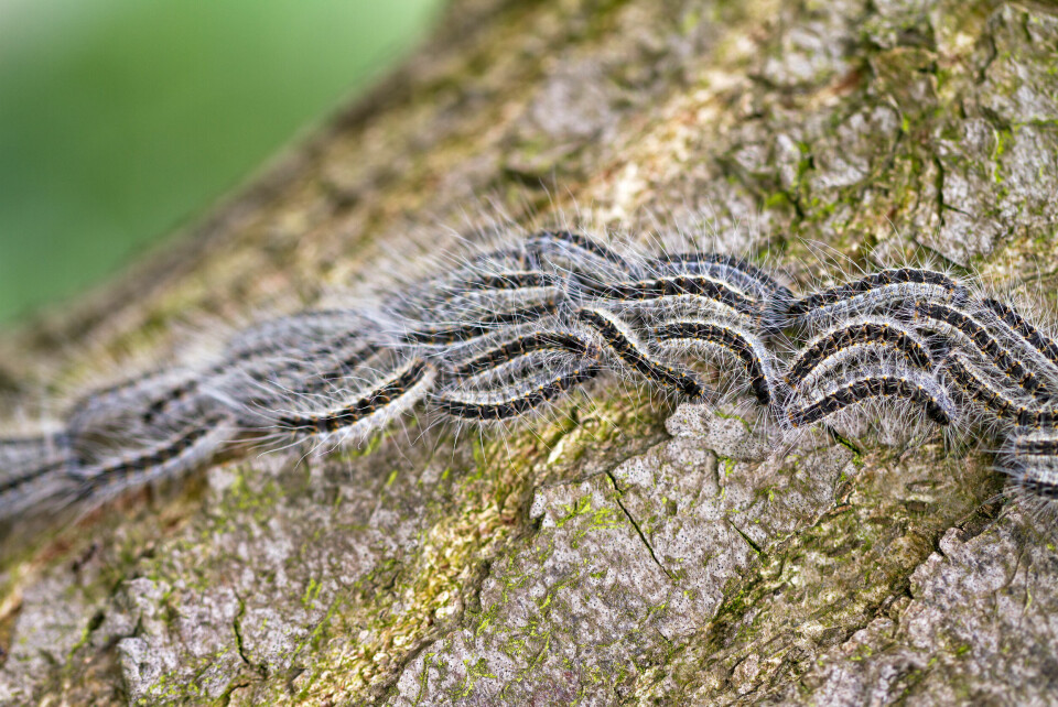 Processionary caterpillars on the move on a tree trunk