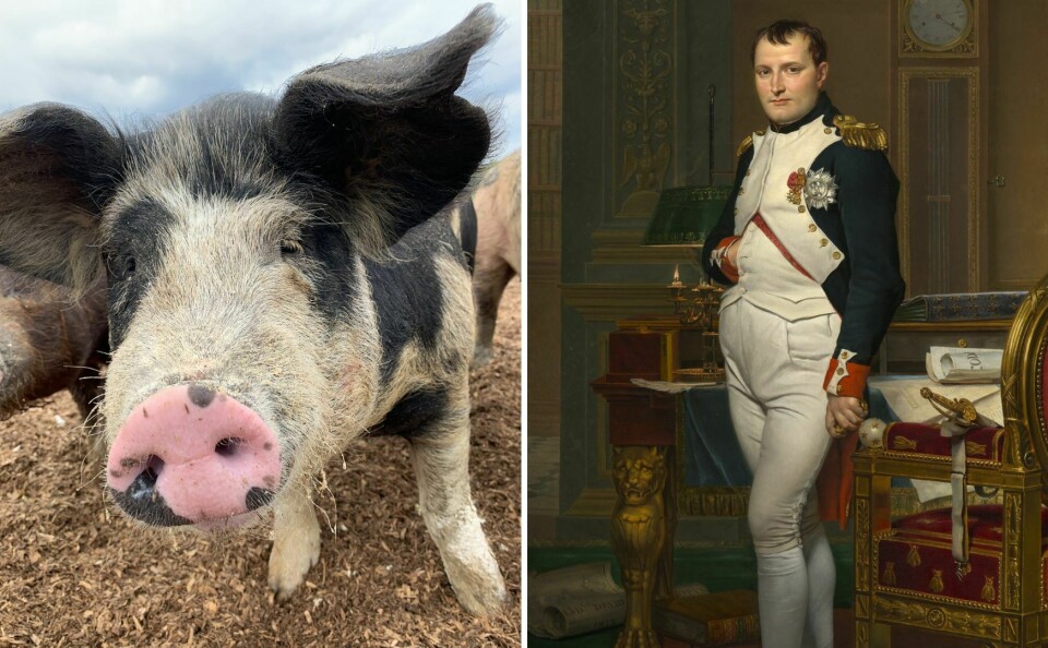 Napoleon and a pig
